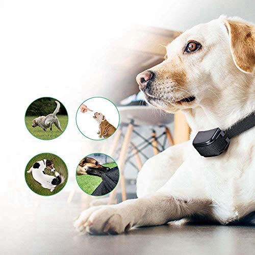 Wodondog Collar de Adiestramiento para Perros, Resistente al Agua con vibración y Sonido, Rango Remoto de 300 Metros - 2 Collars