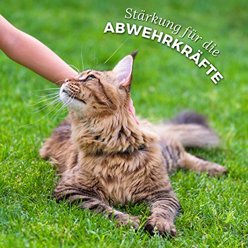 AniForte WermiX en polvo para gatos 25g - producto natural para antes, durante y después de la infestación de gusanos, el ajenjo y las hierbas naturales ayudan al estómago y el intestino