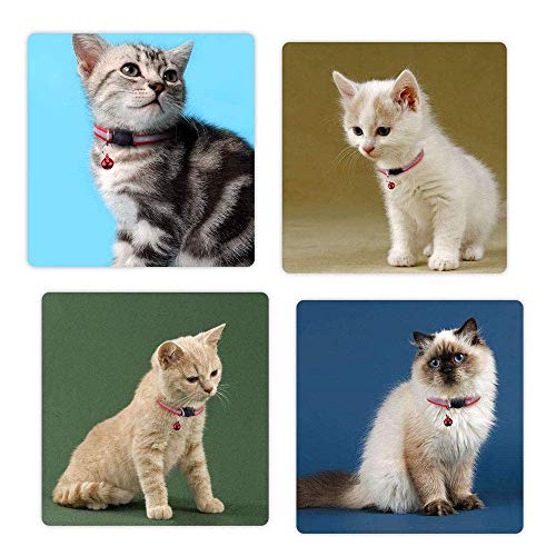 BETOY 8 pcs Collar para Gato,Collar Reflectante Gatos Pequeño, Ajustables para Gato con Campaña Luminoso Hebilla Seguro de Liberación Rápida,Etiquetas de identificación para Mascotas