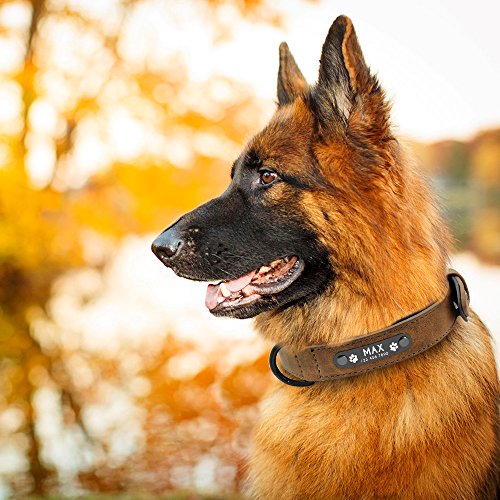 Didog - Collar de piel suave acolchada personalizable para perro, chapa de nombre, anilla en D, collar grabado para perro, tamaños pequeño, mediano y grande