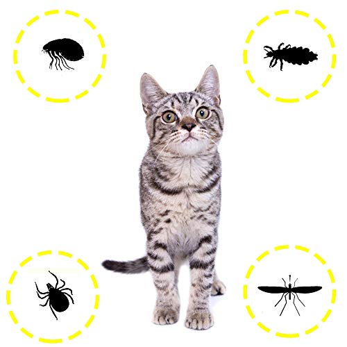 DISANE Pipetas Antiparasitarias para Gatos Naturales | 2 Meses de Protección Antipulgas, Contra Insectos y Parásitos: Pulgas, Garrapatas y Mosquitos | Formuladas Bajo Control Veterinario para el Gato