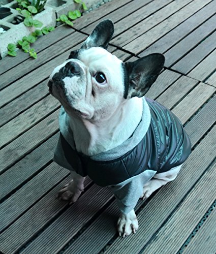 Doggydolly - Chaqueta de Invierno para Perro con Capucha para Perro Pug y Bulldog francés, Color Negro y Gris, tamaño Mediano