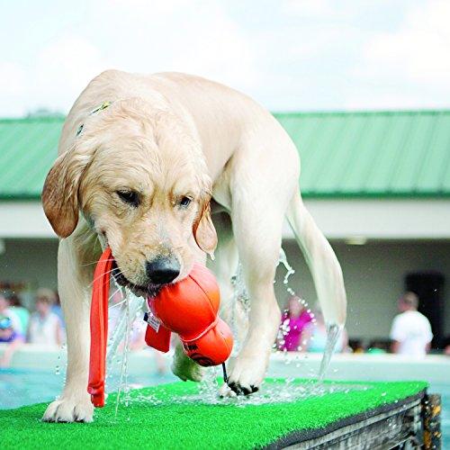 KONG - Wubba Wet - Flotador para perro, para jugar en el agua - Para Perros de Raza Grande (varios colores)