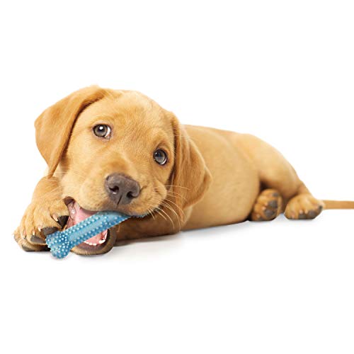 Nylbone Juguete Dentición para Perros XS, Azul - 1 Unidad