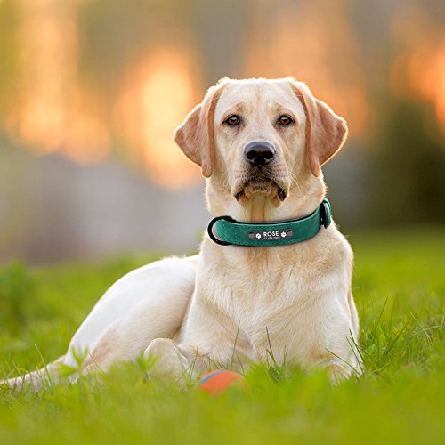 Didog - Collar de piel suave acolchada personalizable para perro, chapa de nombre, anilla en D, collar grabado para perro, tamaños pequeño, mediano y grande