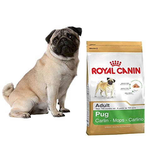 Royal Canin Pug Adulto Seco Perro Alimento 3 kg (Pack de 3)