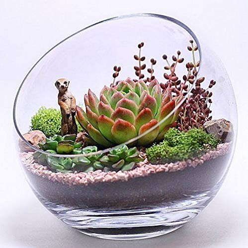 Ecosides Jarrón de cristal transparente inclinado para terrario,diseño de globo redondo de cristal con burbujas de corte ancho, para poner caramelos, plantas, flores, frutas, vidrio, 7" x7“