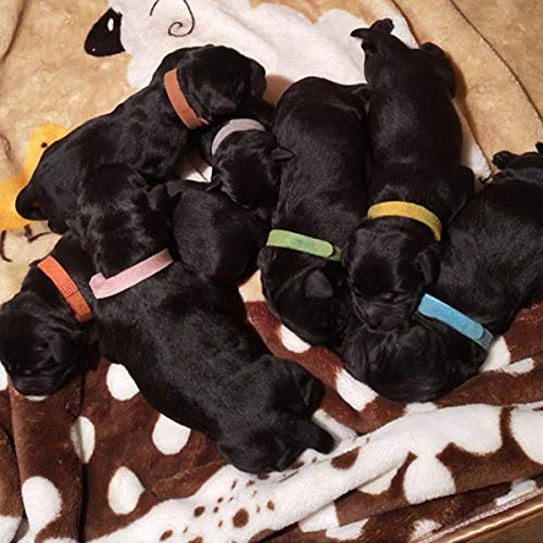 NATUCE 15 Piezas Collares de Identificación de Cachorros, Collares Suave para Cachorros Recién Nacidos y Gatitos Recién Nacidos,15 Colores, Ajustable (L-35cm)