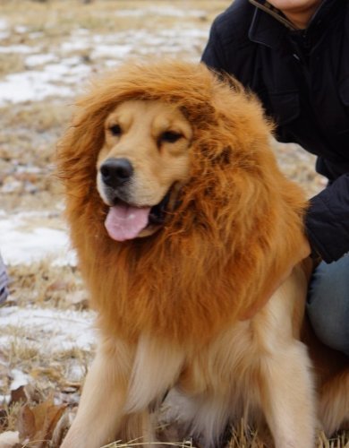 Peluca de león para mascotas, ideal como disfraz para perros y gatos