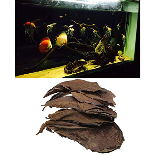 PETSOLA 10 piezas Natural Terminalia Catappa hojas almendra hoja pescado tratamiento de limpieza para acuario tanque