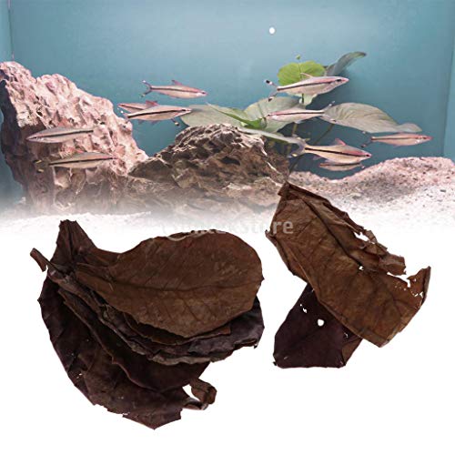 PETSOLA 10 piezas Natural Terminalia Catappa hojas almendra hoja pescado tratamiento de limpieza para acuario tanque