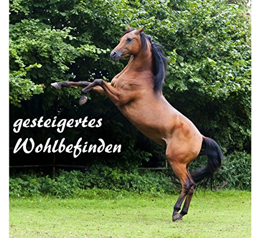 Pferdelinis Heno Red para caballos – Red para artgerechte Forro, mejora Digestión & bienestar de los animales heno Hierba Forro Forro de paja red Saco de heno – En Color Morado
