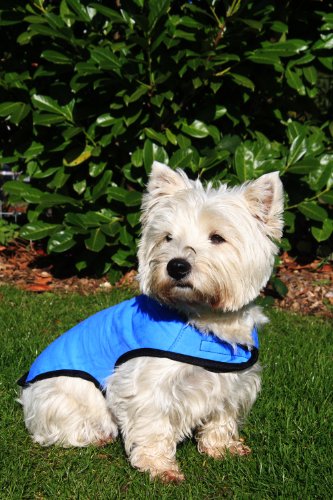 Prestige Cool Coat - Abrigo para Perros (Talla S), Color Azul