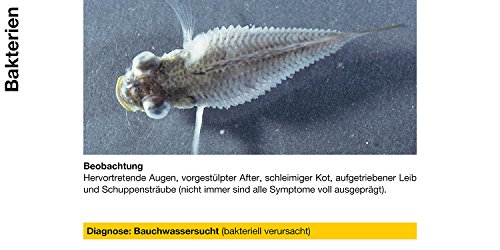 Sera (02170 omnipur S - Arzneimittel mit Breitbandwirkung gegen Die häufigsten Zierfischkrankheiten im Süßwasser Aquarium