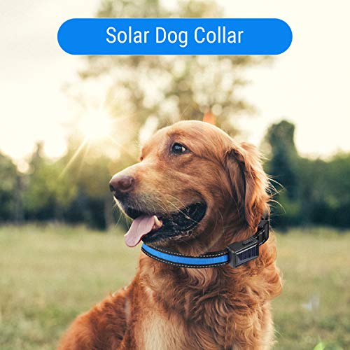 YOUTHINK Collar de Perro LED Collar de Perro Resistente al Agua Que Brilla Solar USB Recargable Luz LED Intermitente Noche de Seguridad Collares de Nylon para Mascotas (Azul, L)