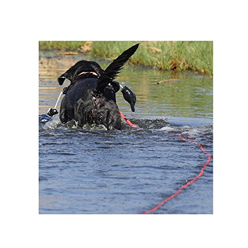 Avery Sporting Dog Schleppleine, 30 Fuß (Circa 9,14 Meter) Lang, Trainingsleine, Hundezubehör, schwimmfähig, Orange