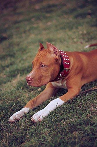 Bestia '' Star '' Collar de Perro de Cuero Genuino con Tachuelas