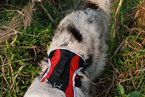 blackdoggy impermeable abrigos de perro chaqueta de perro ropa ligera y transpirable, ideal para al aire libre y frío reflectante vinculante visible en la noche