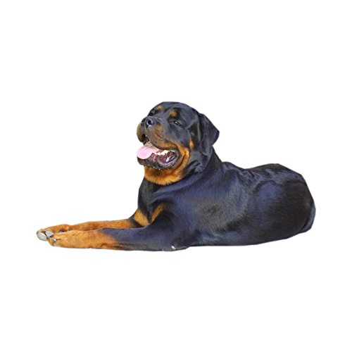 Collar para perro de Rotwiller – XX-Large – Buena calidad superior larga duración – XXL