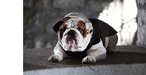 Croci Acolchado Específico Ajuste para Bulldog Francés, Bulldog Inglés y Chaqueta Carlino para Perros, 55 cm
