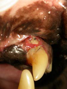 DERMAVET Lavapirox Vet Anti-Plaque - Pasta de dientes antibacteriana
