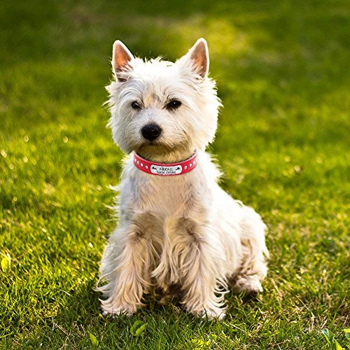 Didog - Collar para perro con placa de identificación, con brillantes, diseño de diamantes de imitación, para perros pequeños y medianos