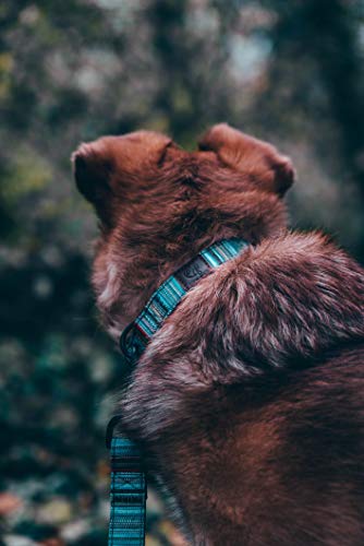 Embark Urban - Collar para perro - Collares para perros medianos y grandes