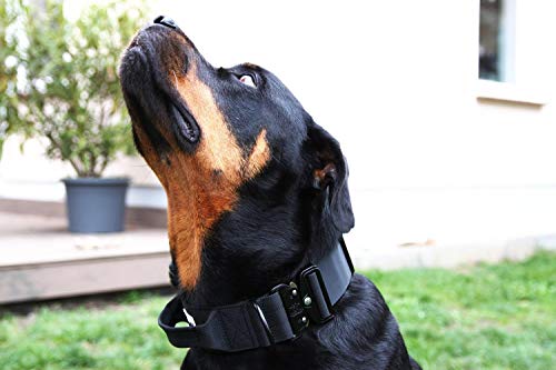 Hey Pets - Collar para perros de entrenamiento (nailon altamente resistente, para perros medianos y grandes, con cierre macizo, acabado de alta calidad, longitud = 40-50 cm, XL = 45-55 cm)