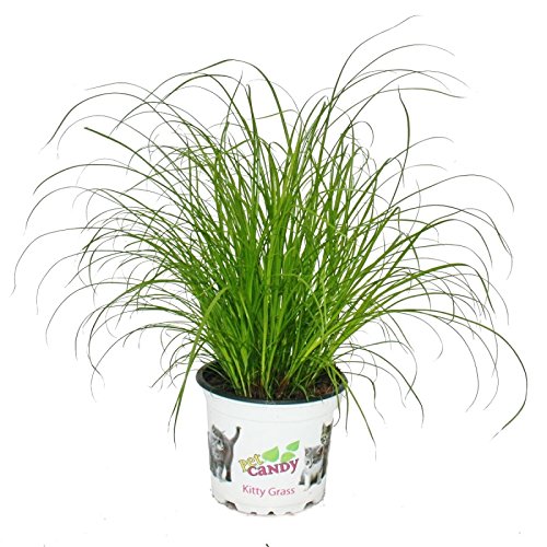 hierba de gato - Cyperus alternifolius - 3 plantas - al apoyo digestivo de gatos
