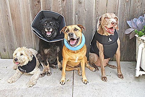 James and Steel All Four Paws - Collarín de recuperación para Mascotas The Comfy Cone
