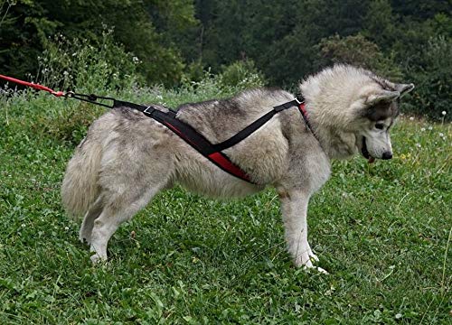 Northern Howl Race Canicross - Arnés para perros (tamaño ajustable)