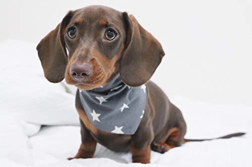 Pet Pooch Boutique Star Bandana para Perro, pequeño/Mediano, Color Gris
