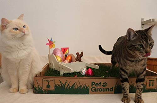 PetGround, césped Natural para Gatos: Primera Alternativa Natural, ecológica, instintiva e inolora a Las Arenas para Hacer PIS en casa para Gatos.