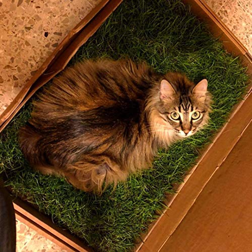 PetGround, césped Natural para Gatos: Primera Alternativa Natural, ecológica, instintiva e inolora a Las Arenas para Hacer PIS en casa para Gatos.