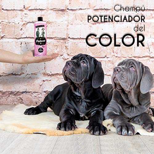 Petuxe Champú Perros y Mascotas Vegano, pelo negro, 500 ml
