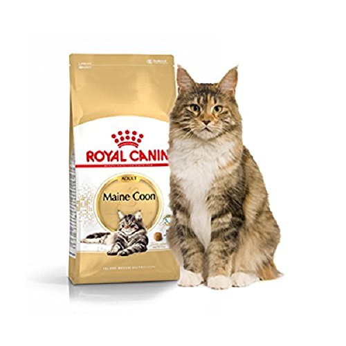 Royal Canin C-58640 Maine Coon - 4 Kg