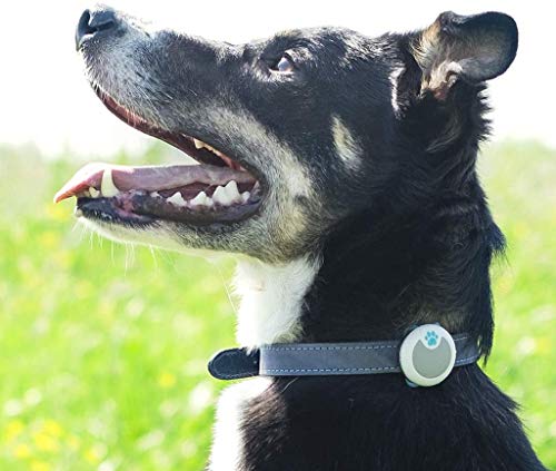 Sure Petcare Animo - Monitor de Comportamiento y Actividad para Perros