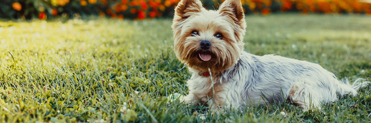 12 increíbles razas de perro para los habitantes de los apartamentos