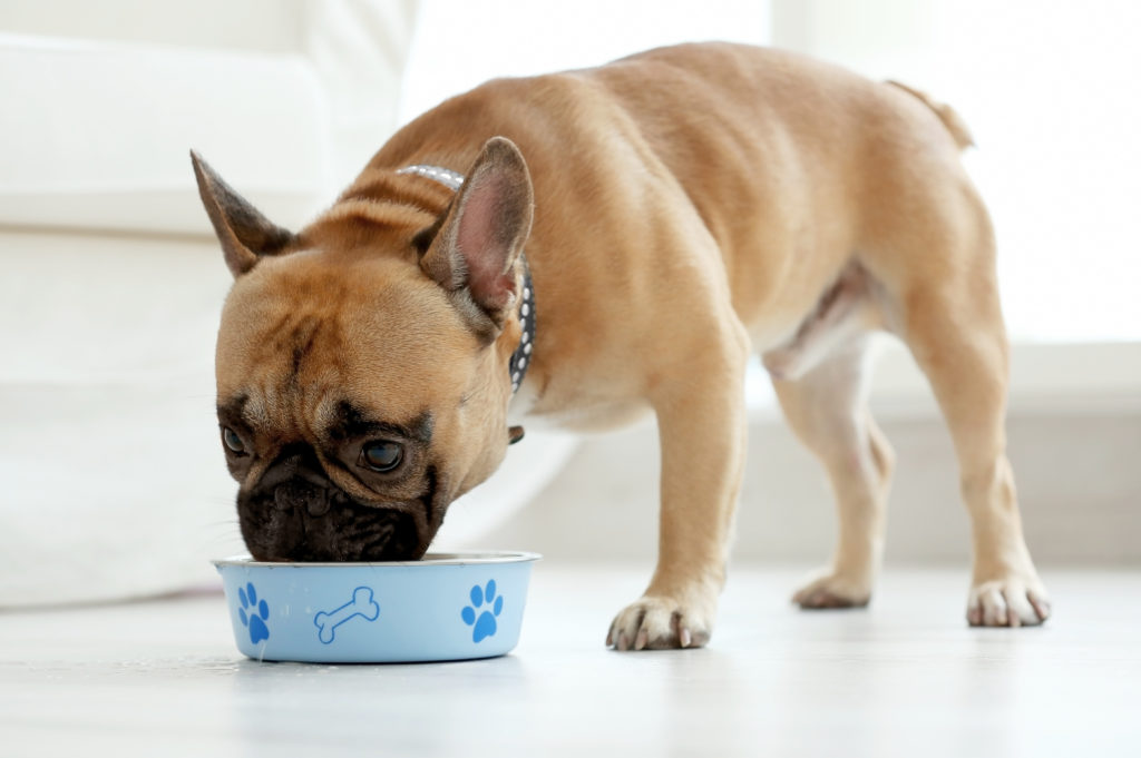 7 mejores alimentos para perros que no contienen trigo