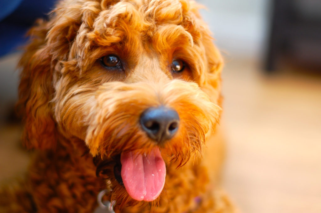 9 Mejores Juguetes para Perros por Goldendoodles