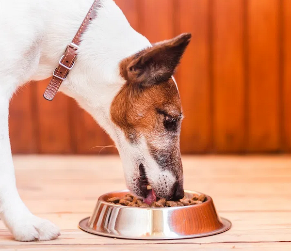 ¿Existe una correlación entre la dieta y la enfermedad de su perro?