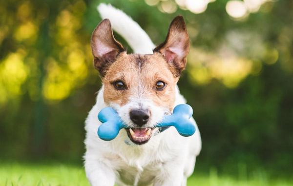 Los 6 mejores juguetes indestructibles para perros