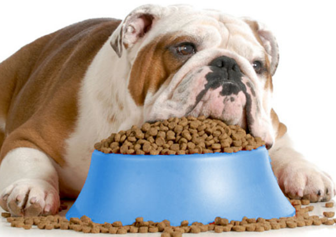 El mejor alimento para perros bajo en proteínas