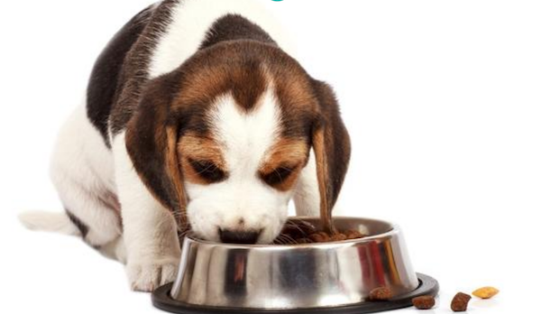 9 Mejores alimentos para cachorros