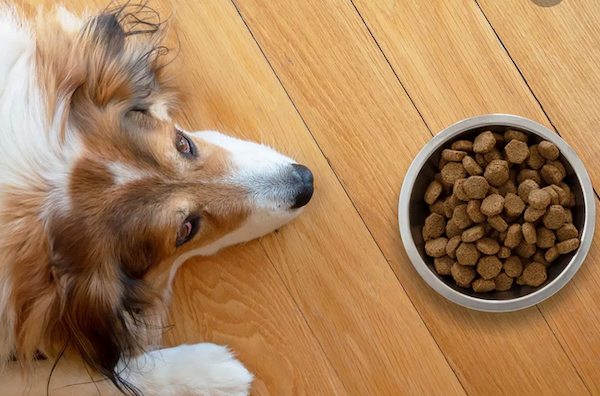 Los 6 mejores alimentos para alimentar a su cachorro y collie adulto