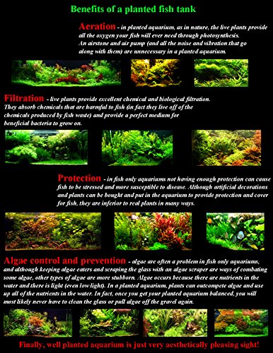 25 plantas de acuario vivas/9 tipos diferentes - Espadas amazónicas, Anubias, helecho Java, Ludwigia y mucho más! Gran muestra de plantas para tanques de 10 a 15 galones