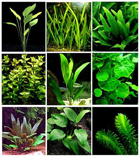 25 plantas de acuario vivas/9 tipos diferentes - Espadas amazónicas, Anubias, helecho Java, Ludwigia y mucho más! Gran muestra de plantas para tanques de 10 a 15 galones