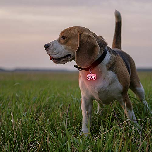 Accesorio Collar Perros Luminoso y Personalizado con su Nombre