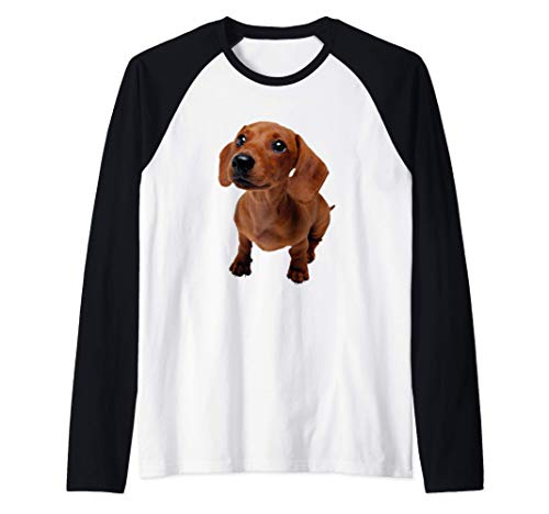 Adorable lindo perro salchicha peludo marrón Camiseta Manga Raglan