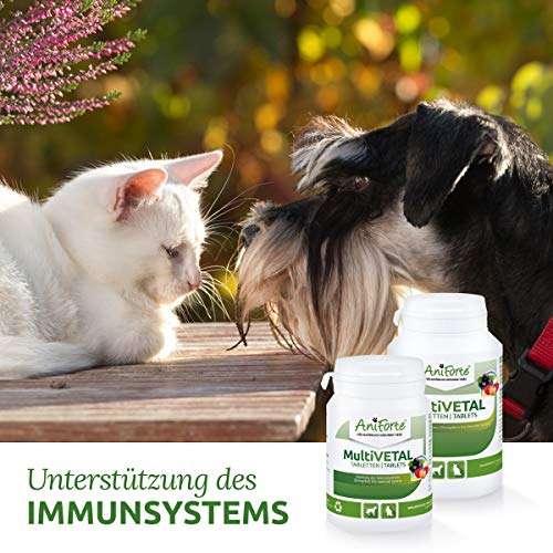 AniForte MultiVETAL Multivitamínico para Perros y Gatos 100 Comprimidos – Multivitamínico y nutrientes Naturales para un Suministro óptimo, Ayuda para Las defensas Naturales